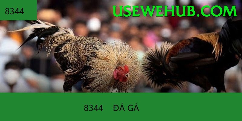 Trường Đấu Đá Gà Chuyên Nghiệp